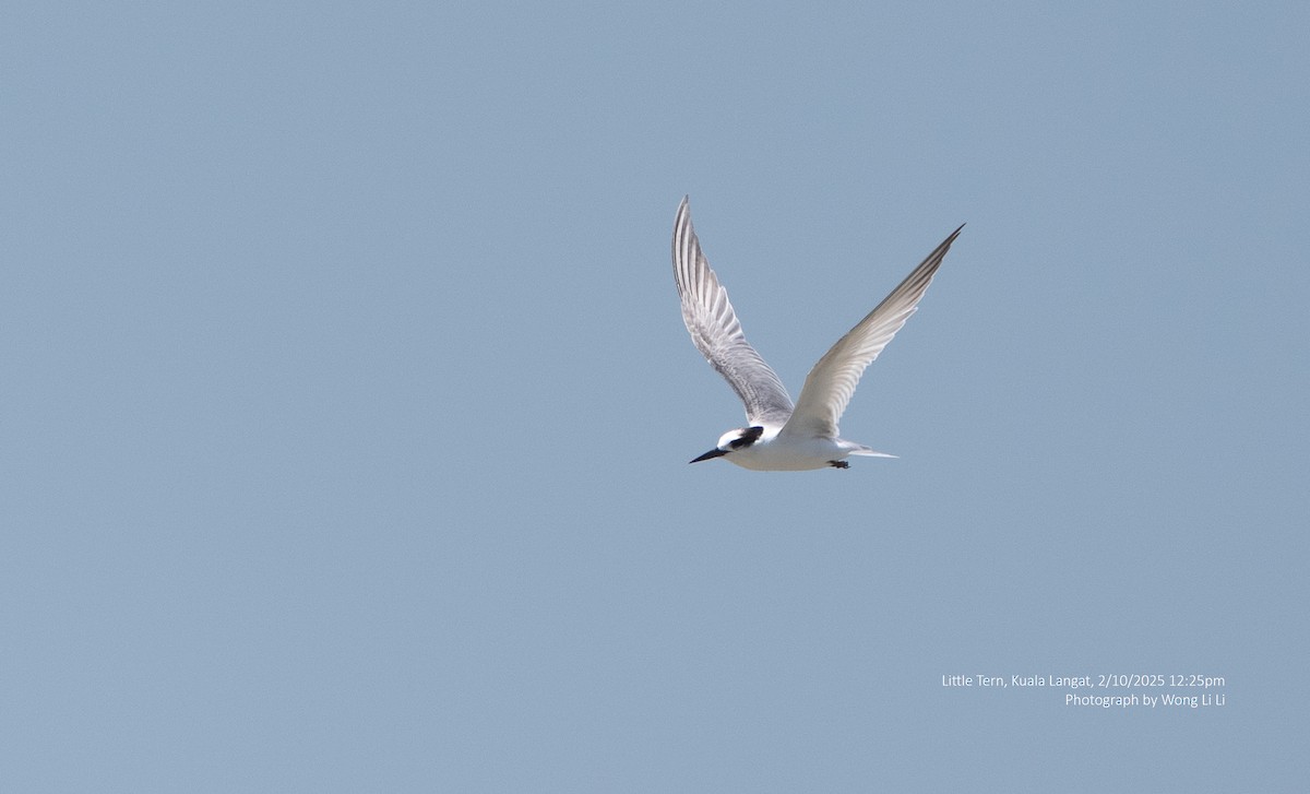 Little Tern - ML647412561