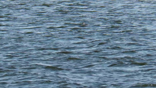 Horned Grebe - ML647412574