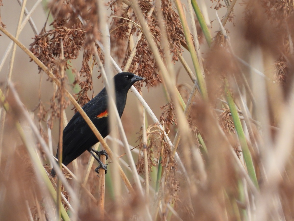 Red-winged Blackbird - ML647412576