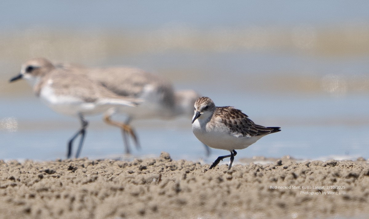 Red-necked Stint - ML647412581