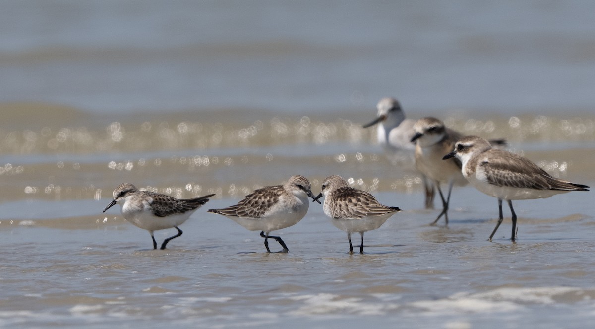 Red-necked Stint - ML647412582
