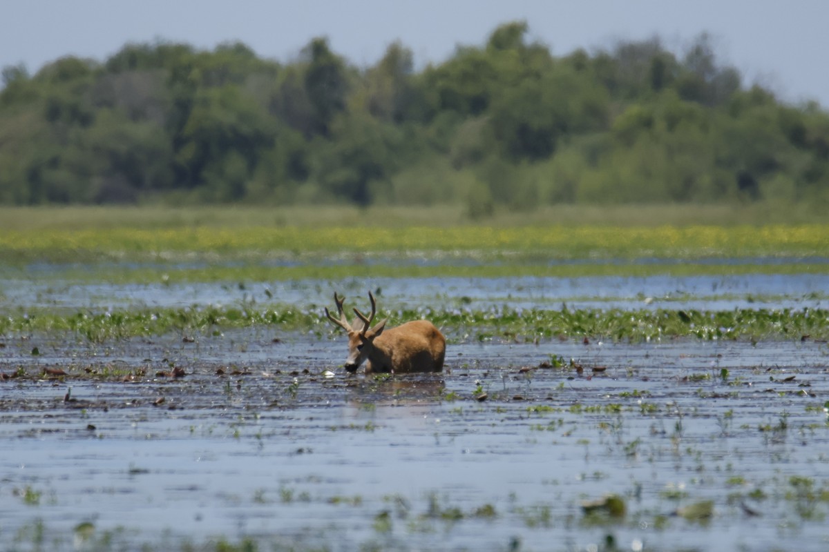 Marsh Deer - ML647412588