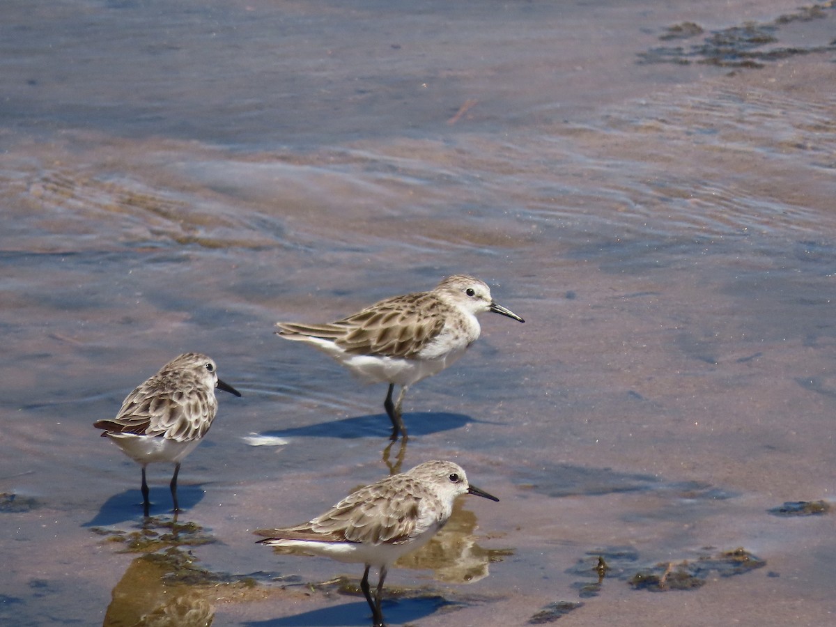 Little Stint - ML647412594