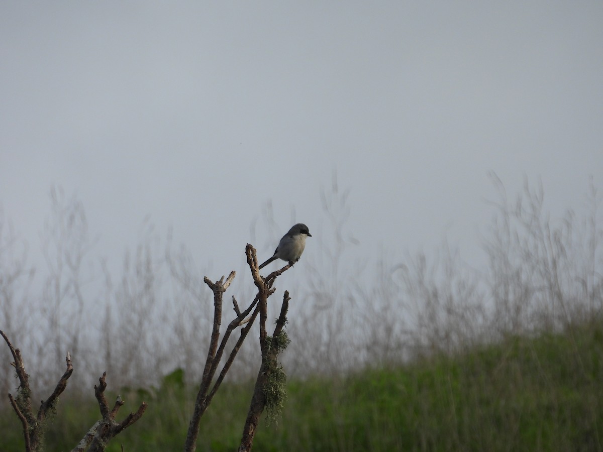 Loggerhead Shrike - ML647412599