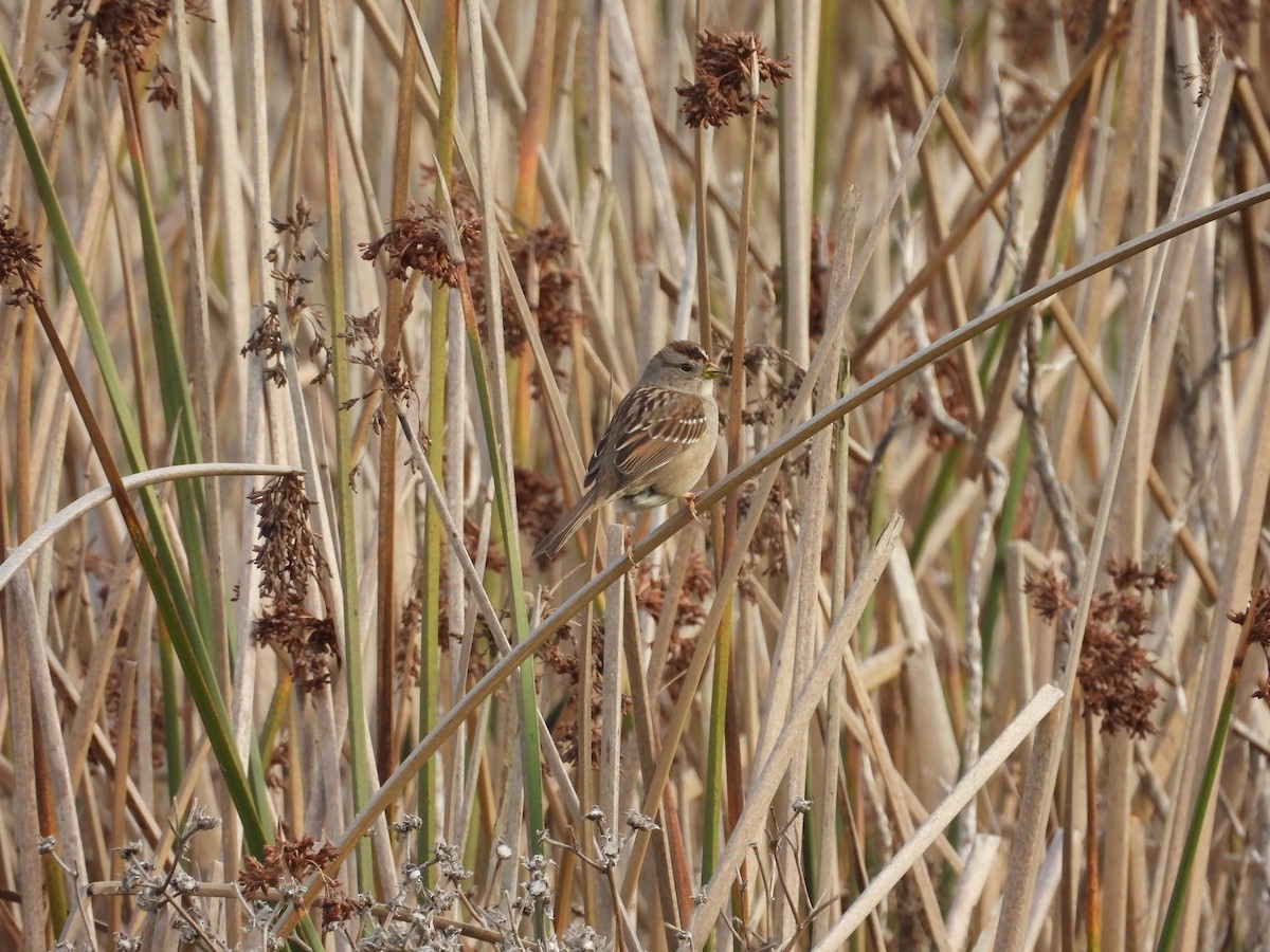 White-crowned Sparrow - ML647412625