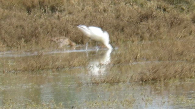 Great Snipe - ML647412626