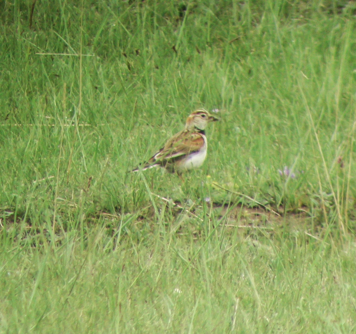 Mongolian Lark - ML647412627