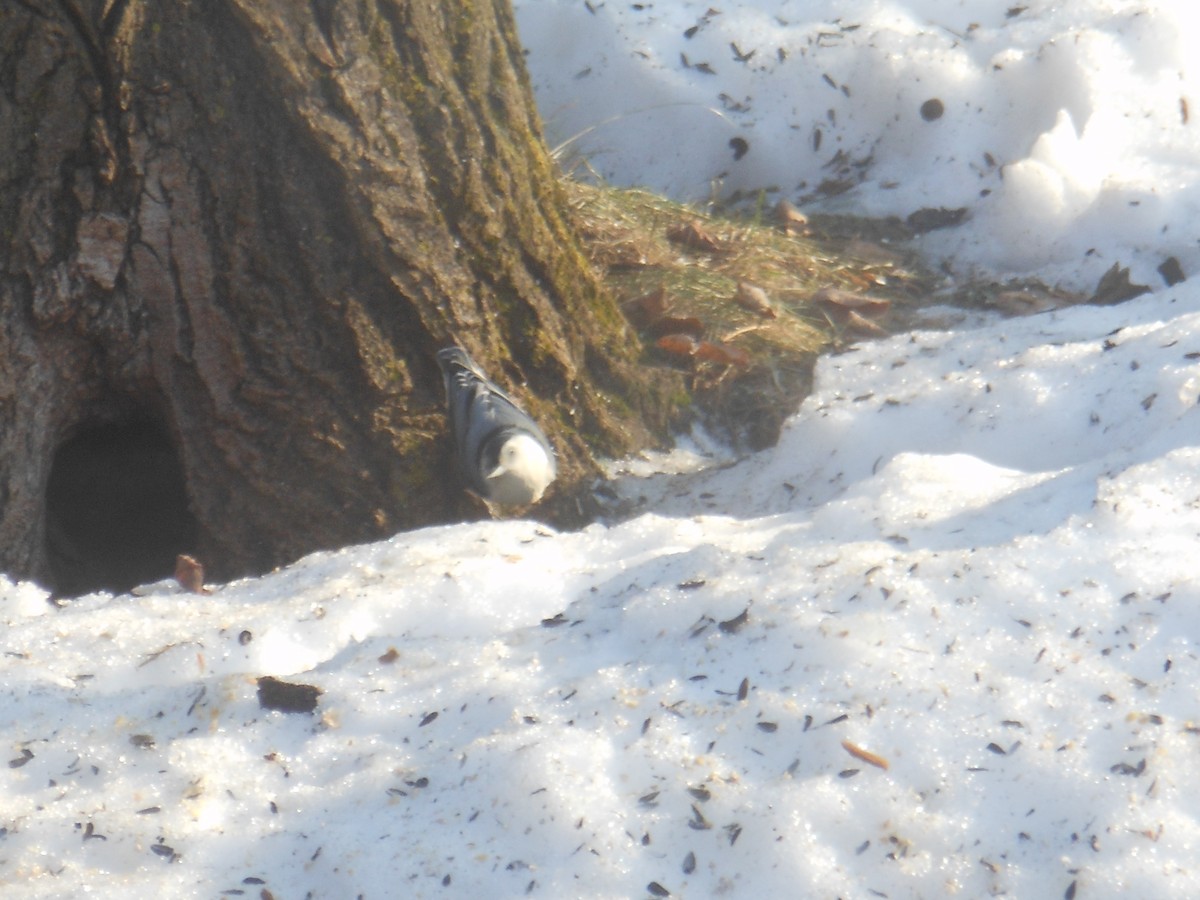 Weißbrustkleiber - ML647412632