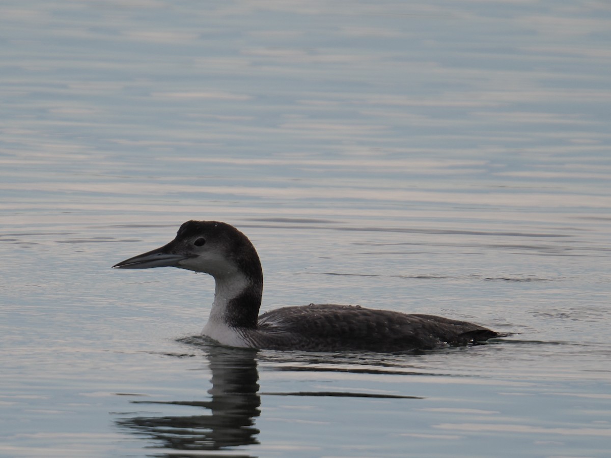 Common Loon - ML647412634