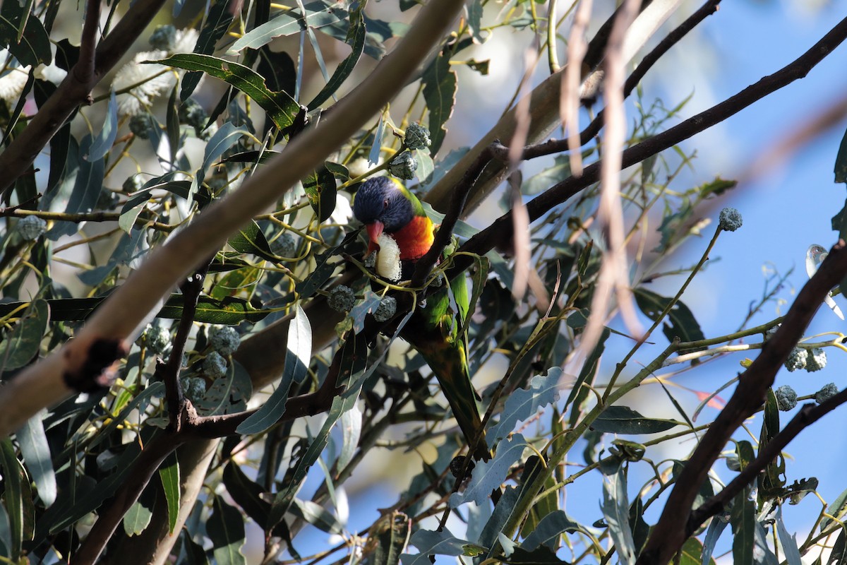 彩虹吸蜜鸚鵡 - ML647412635