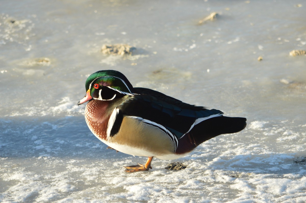 Wood Duck - ML647412646