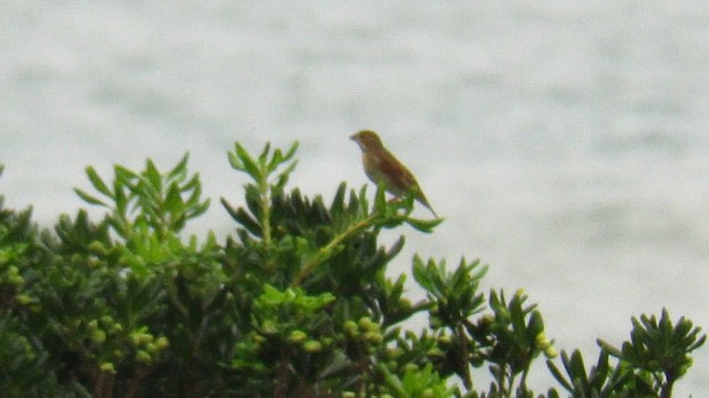 Dickcissel - ML647412649