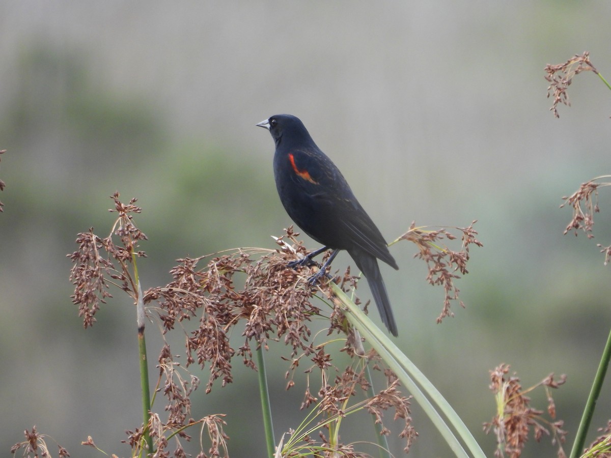 Red-winged Blackbird - ML647412662