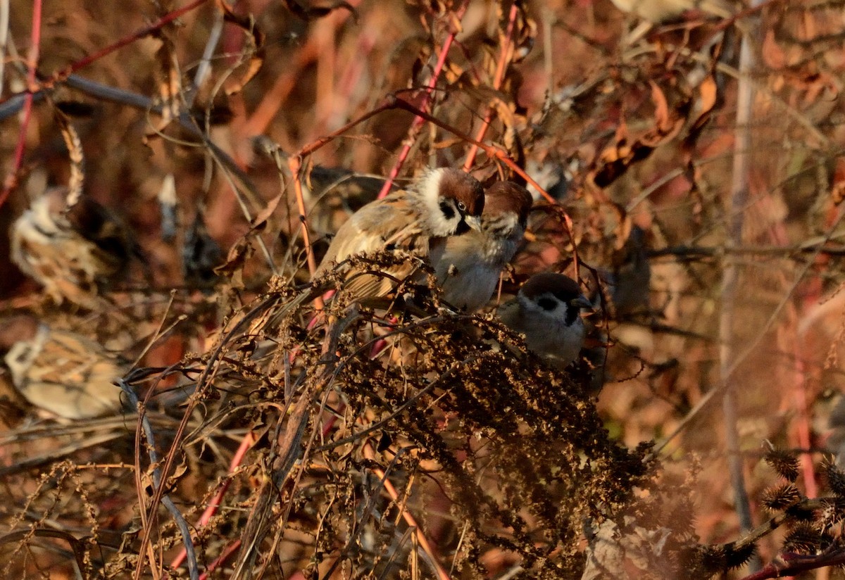 Gorrión Molinero - ML647412676