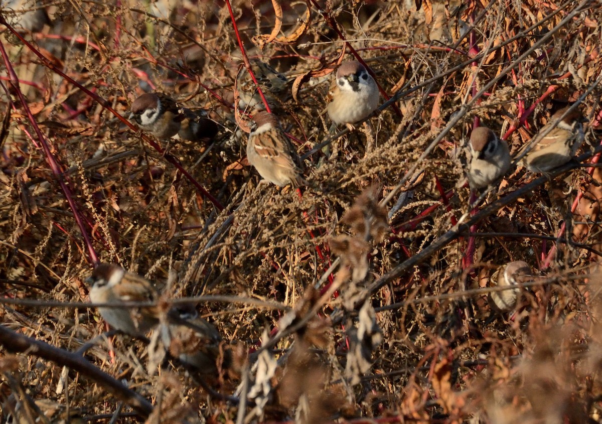 Gorrión Molinero - ML647412677