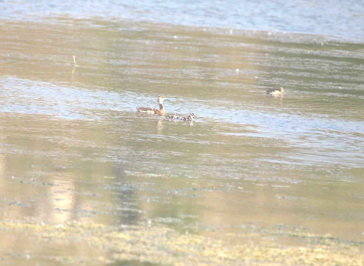 Lesser Whistling-Duck - ML647412682