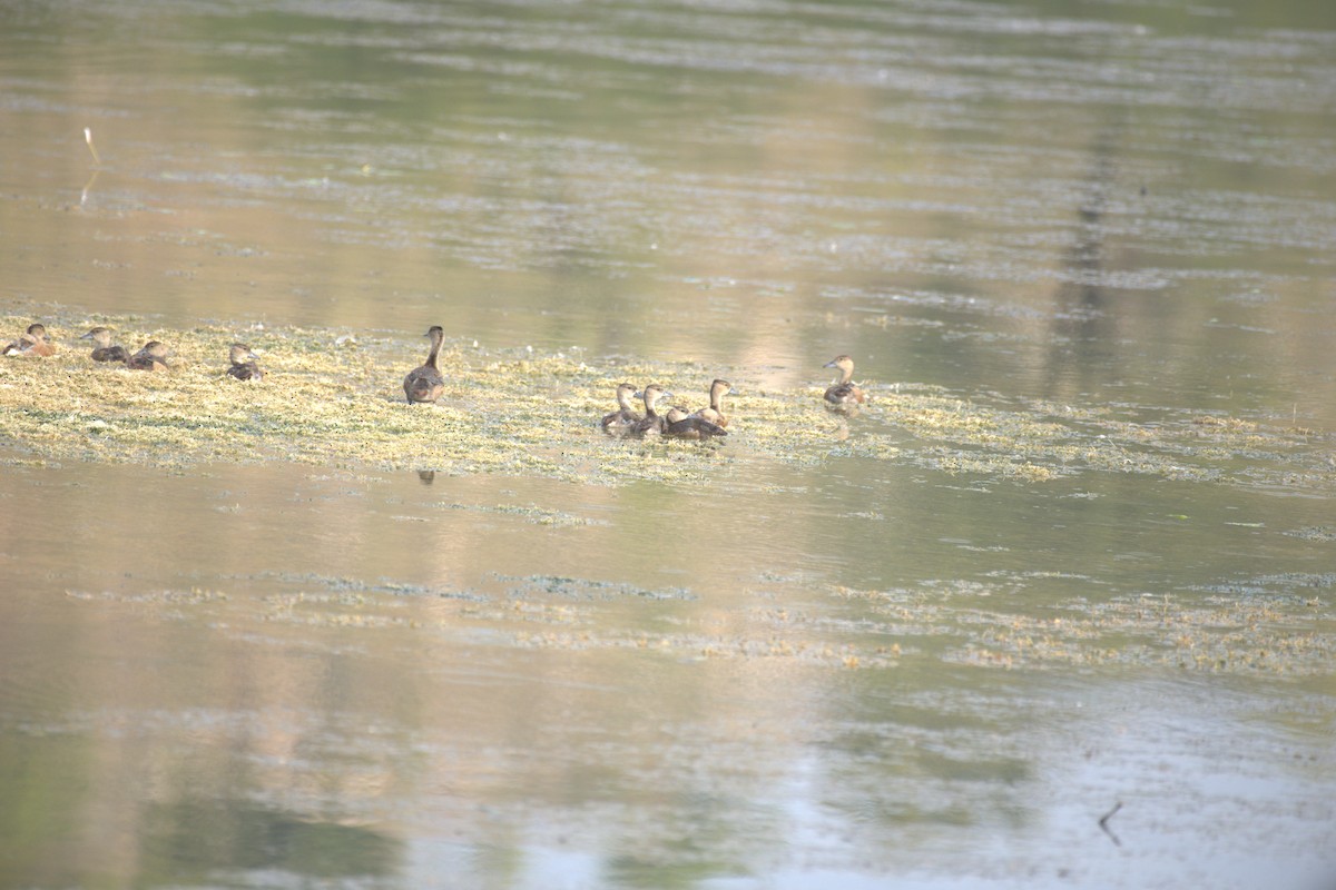 Lesser Whistling-Duck - ML647412683