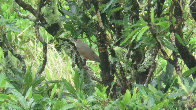 Yellow-billed Cuckoo - ML647412684