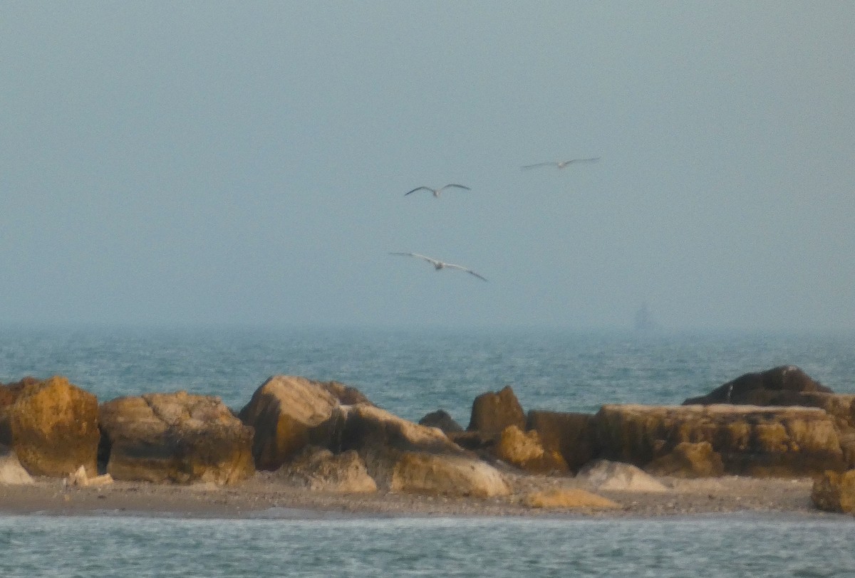 סולה אדומת-רגל - ML647412711