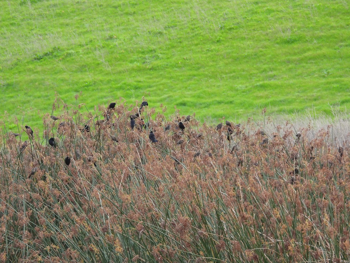Red-winged Blackbird - ML647412713