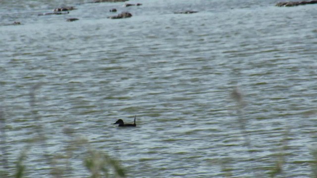 White-headed Duck - ML647412716