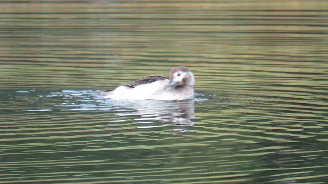 Long-tailed Duck - ML647412717