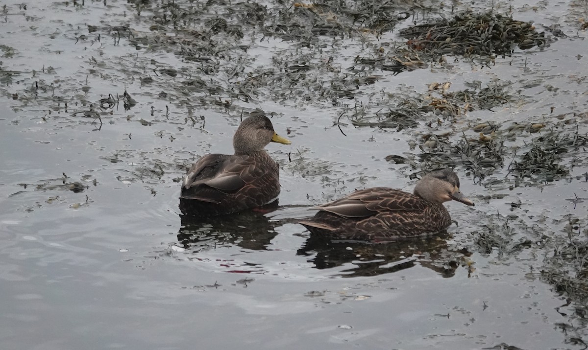 Ahate iluna - ML647412718