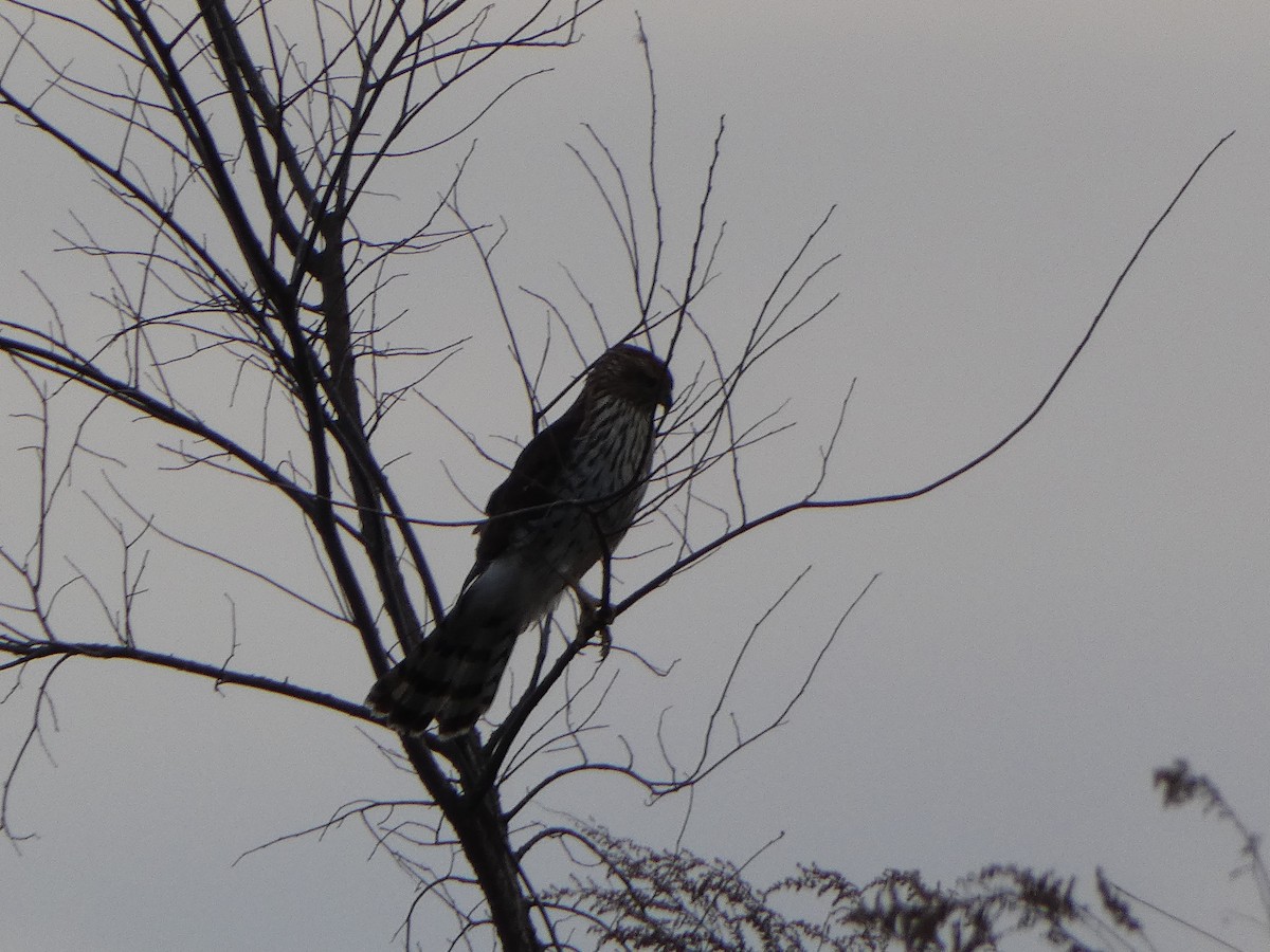 クーパーハイタカ - ML647412722