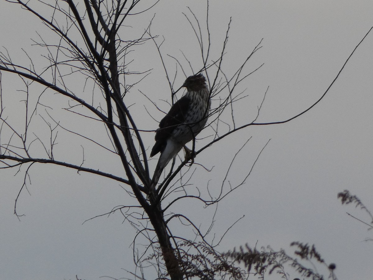 クーパーハイタカ - ML647412725