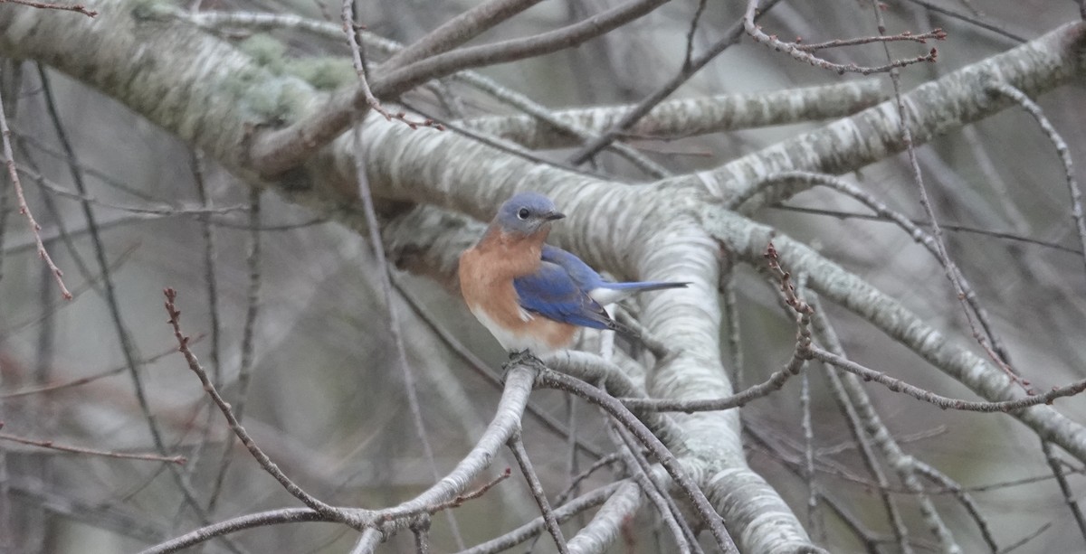 Eastern Bluebird - ML647412728