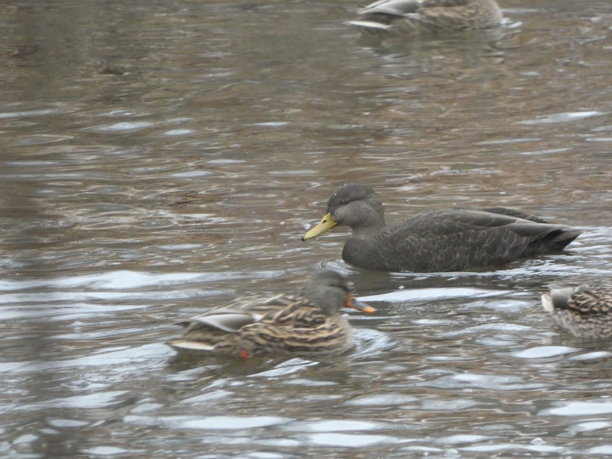 Ahate iluna - ML647412731