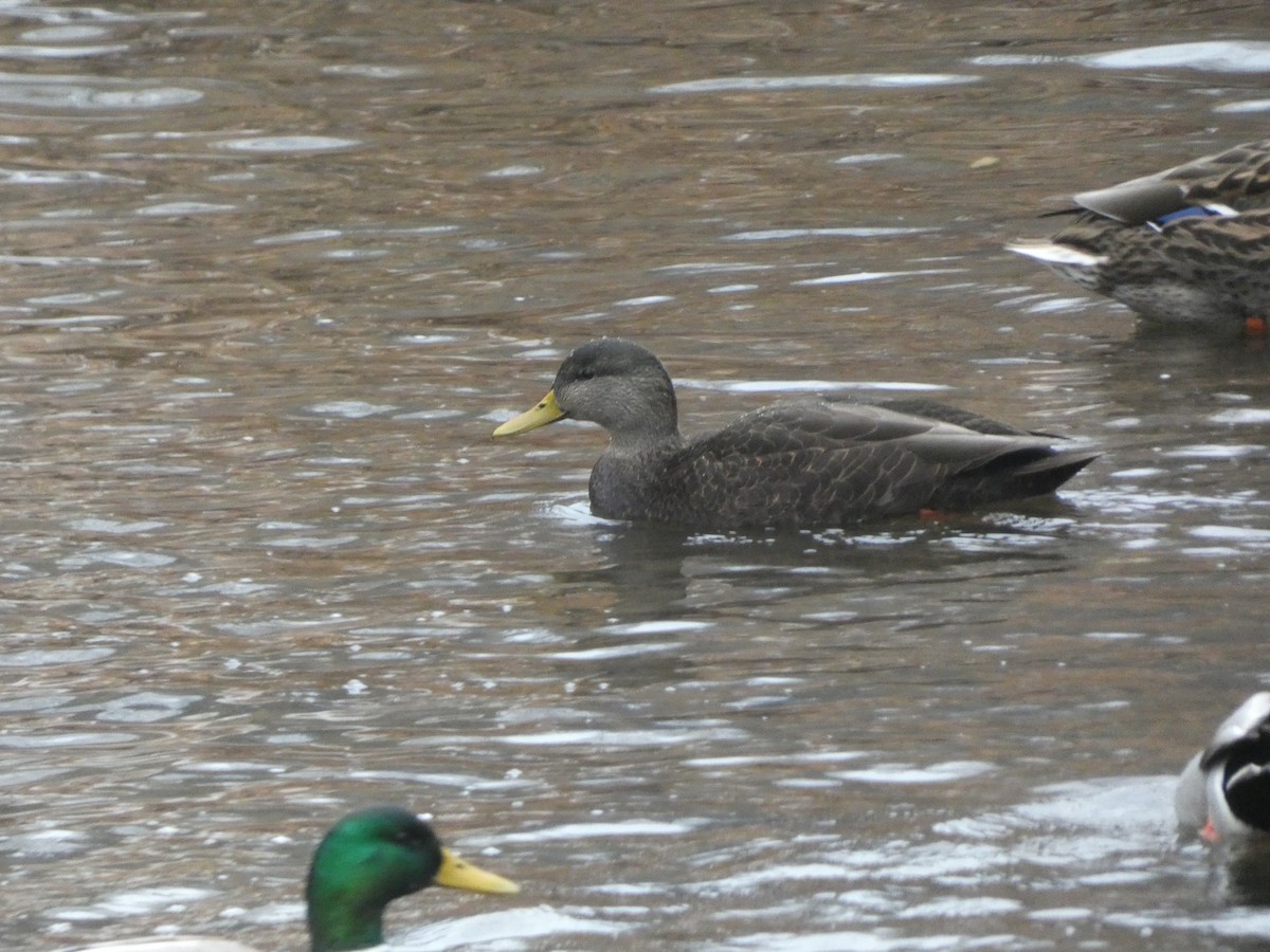 Ahate iluna - ML647412736