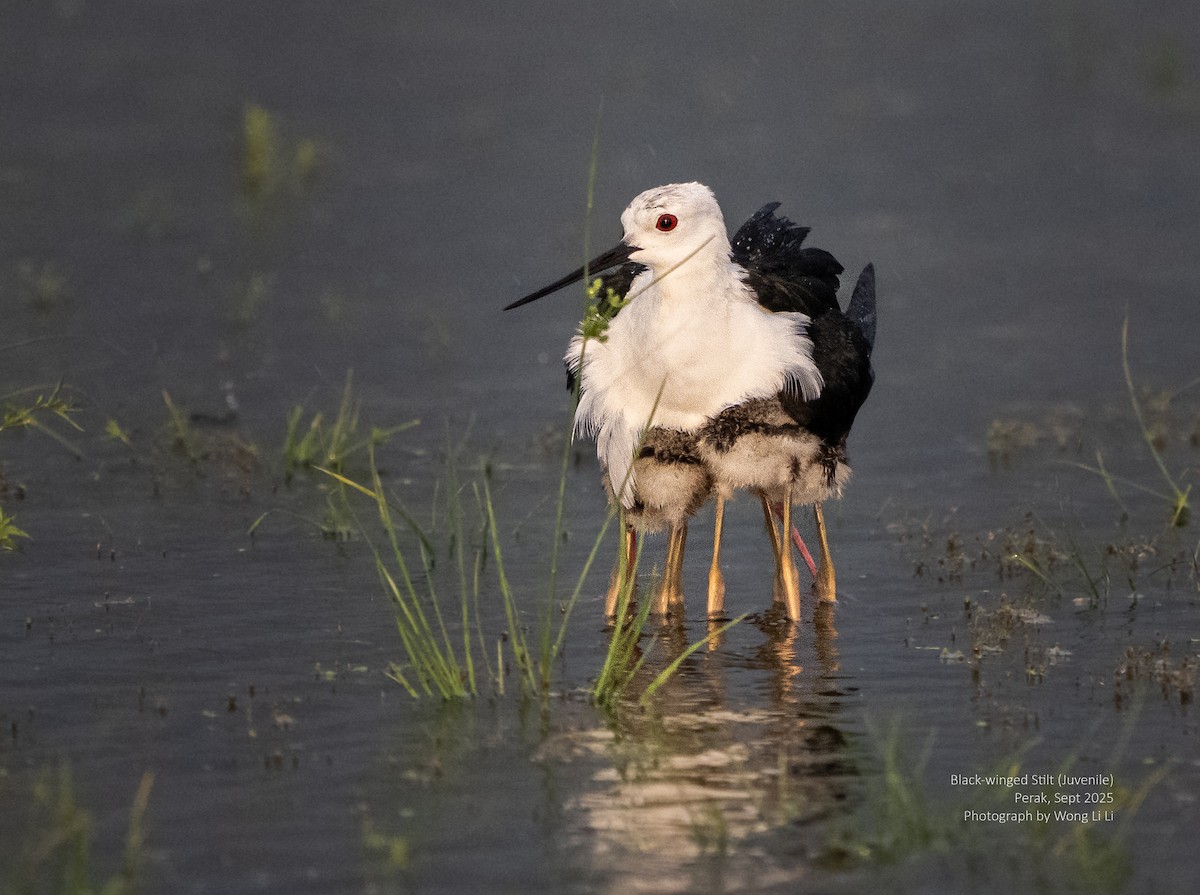 Black-winged Stilt - ML647412737