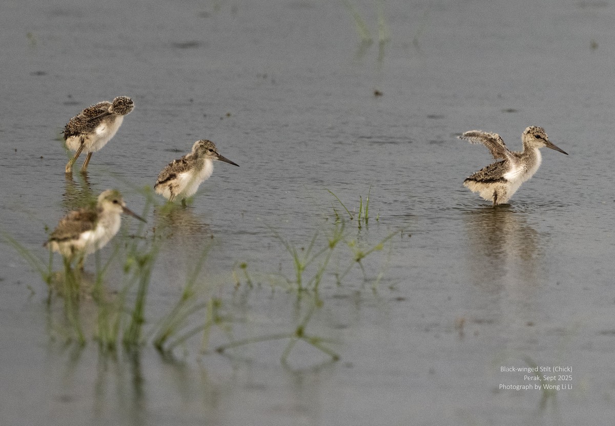Black-winged Stilt - ML647412738
