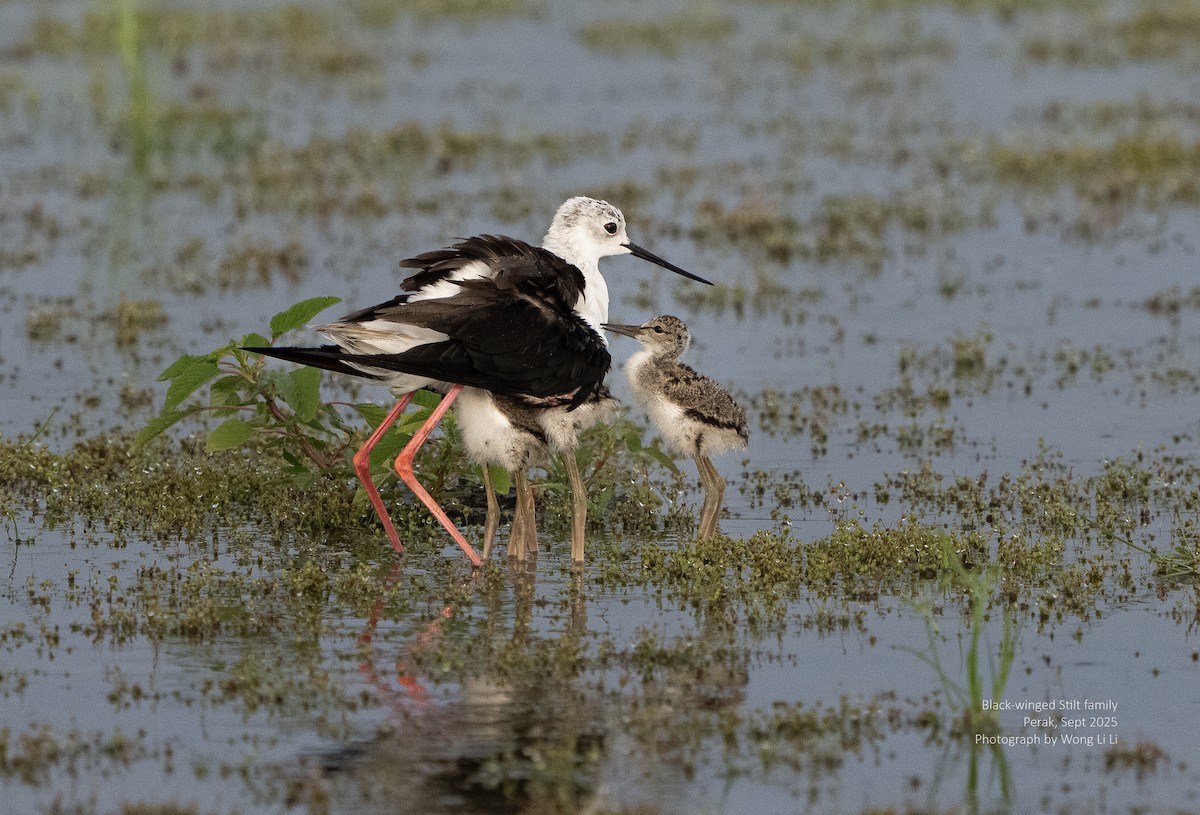 Black-winged Stilt - ML647412739