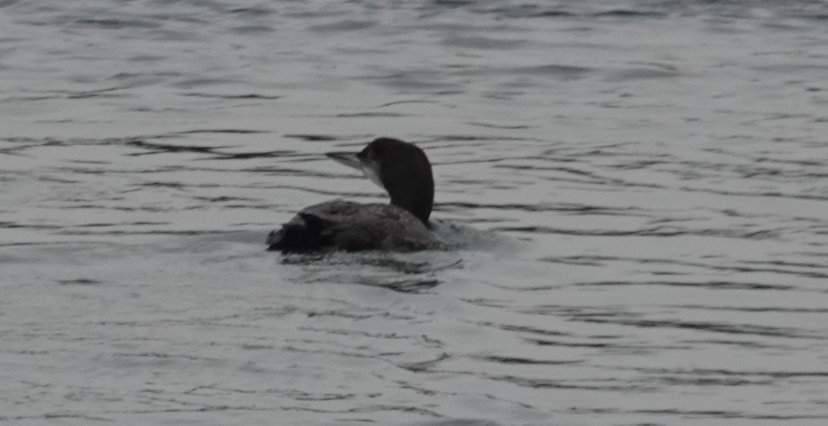 Common Loon - ML647412741