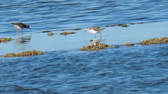 Marsh Sandpiper - ML647412742