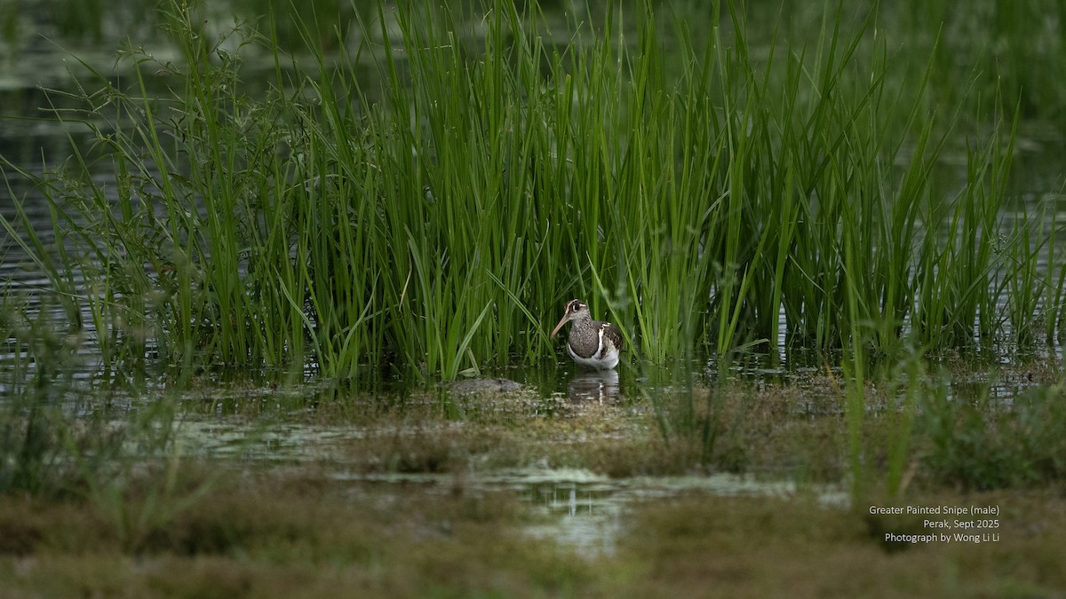Greater Painted-Snipe - ML647412755