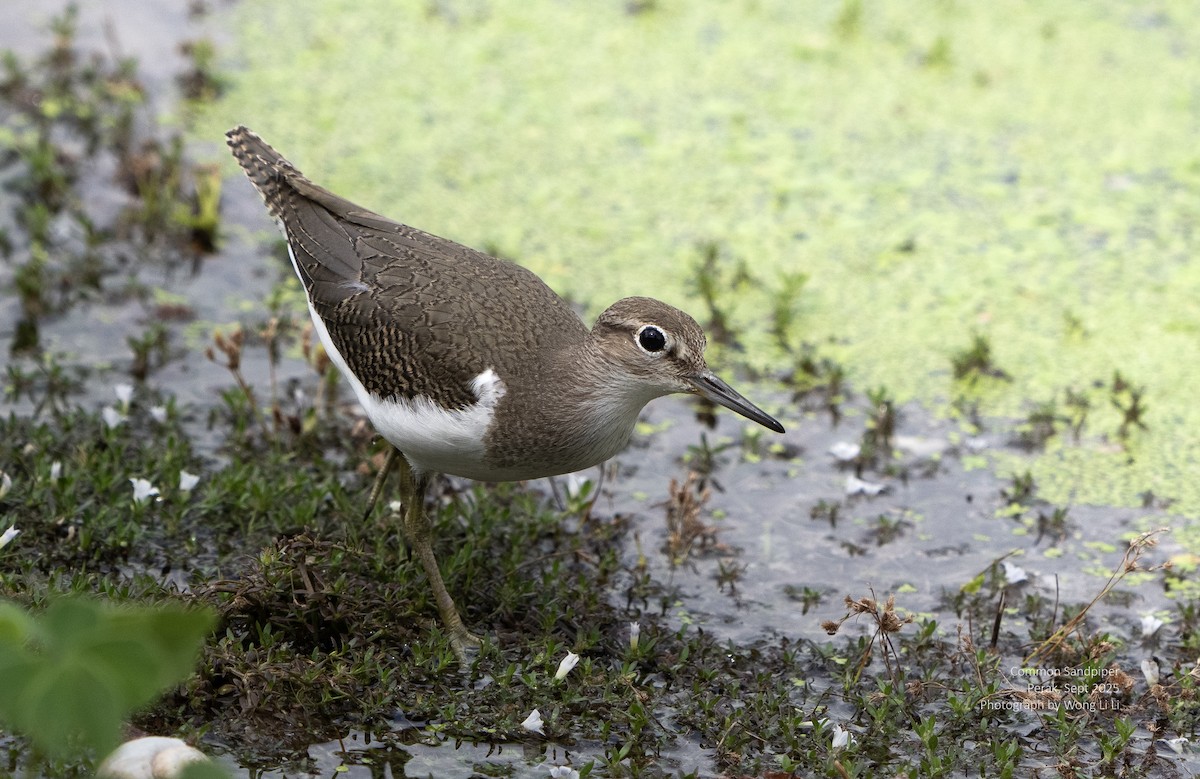 Common Sandpiper - ML647412757