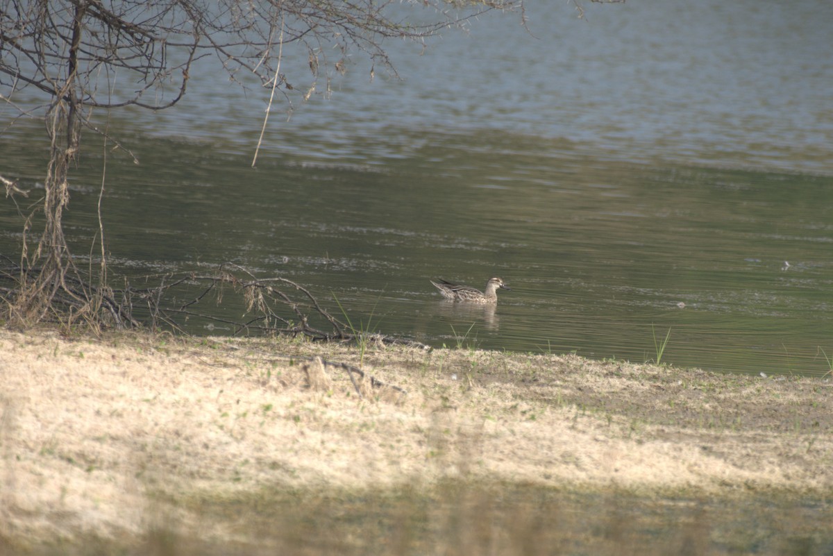 Garganey - ML647412767