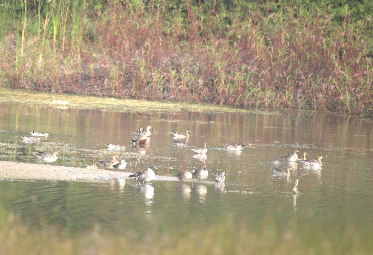 Northern Shoveler - ML647412776