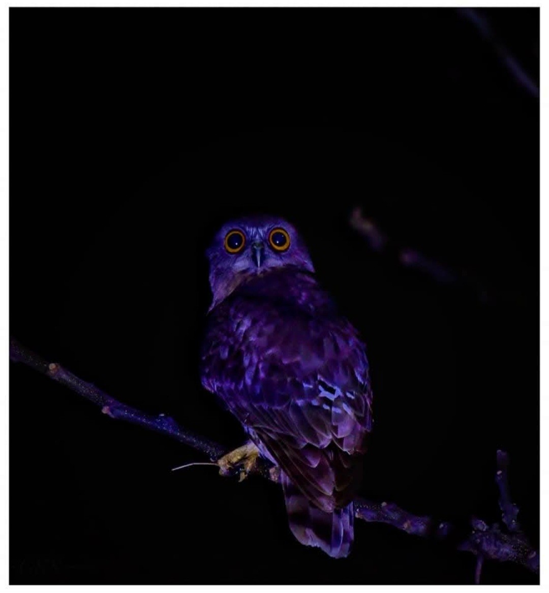 Brown Boobook - ML647412779