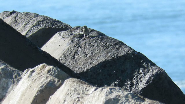 Rock Pipit - ML647412783