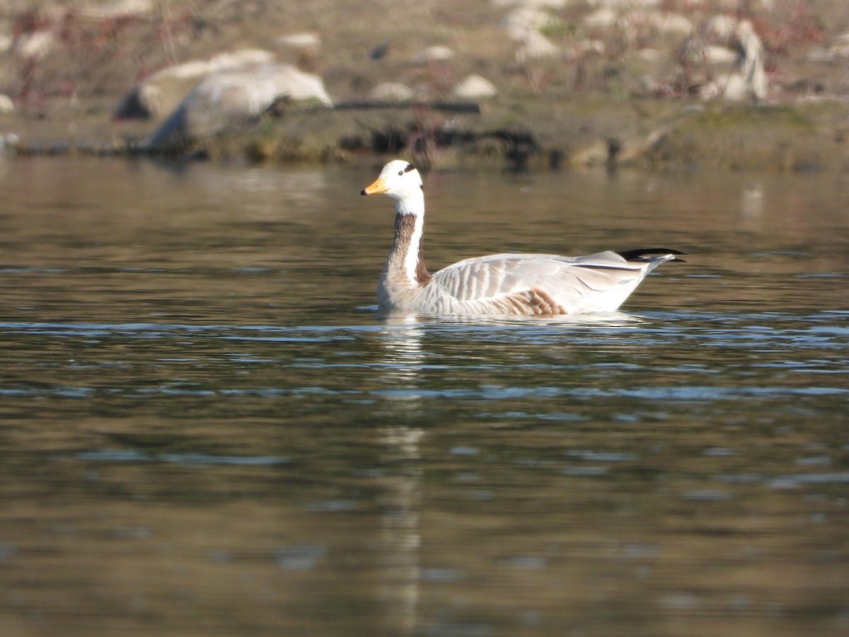 Bar-headed Goose - ML647412789