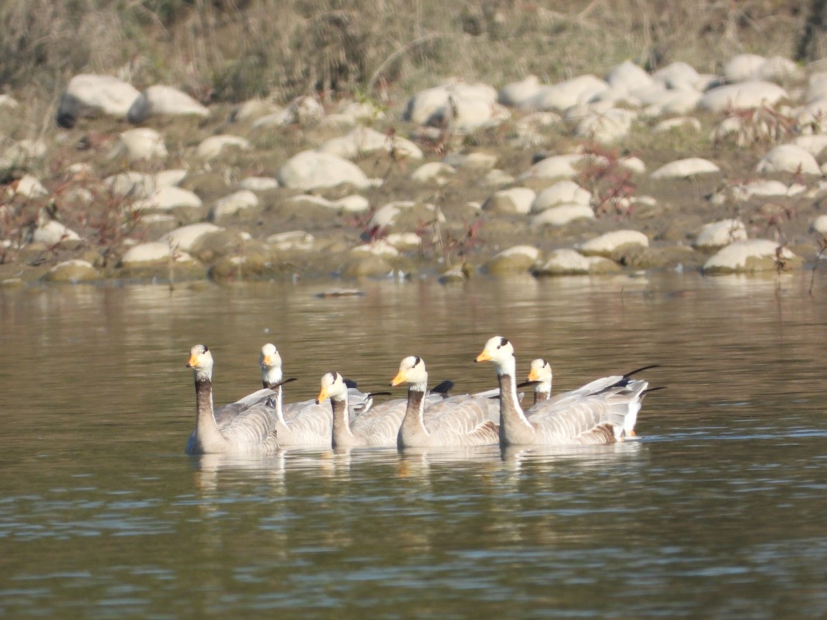 Bar-headed Goose - ML647412790