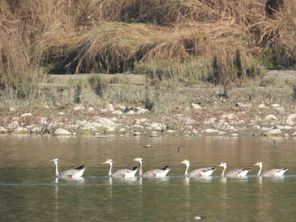 Bar-headed Goose - ML647412791