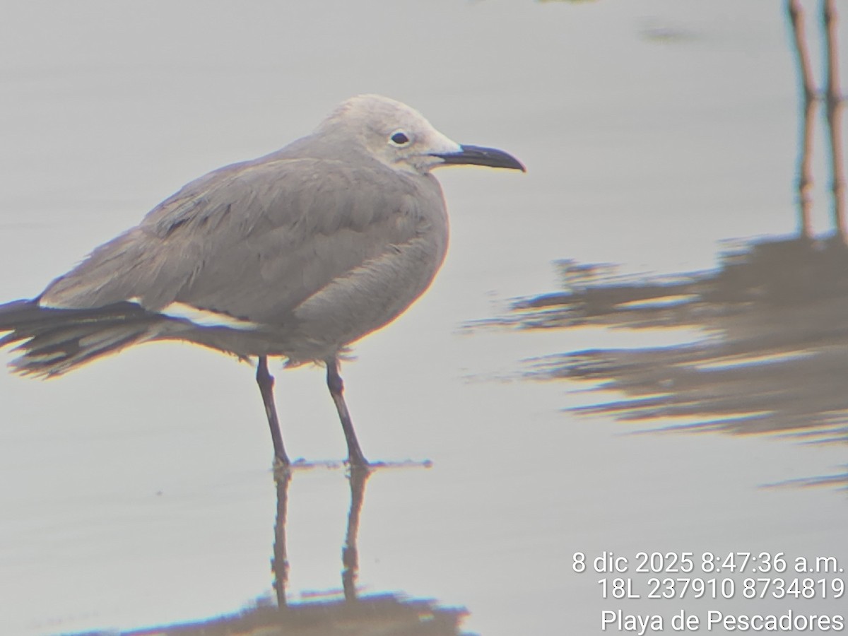 Gray Gull - ML647412792