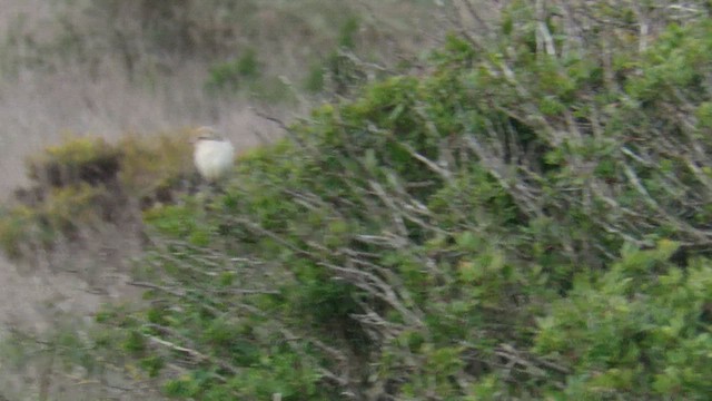 Isabelline Shrike - ML647412813