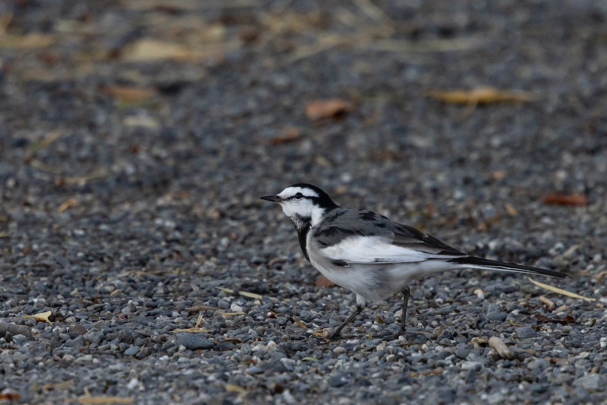 linerle (lugens) (hvitvingeerle) - ML647412815