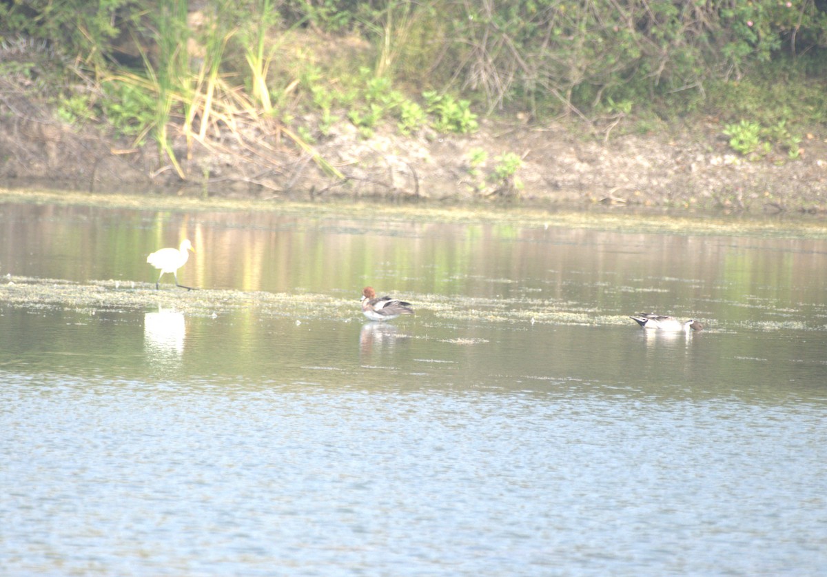Northern Pintail - ML647412820